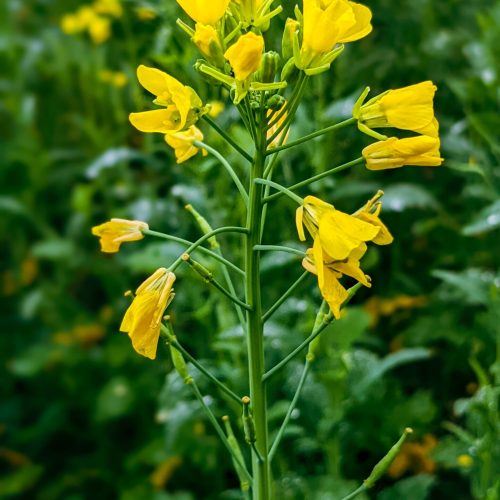 Mustard flower thumbnail